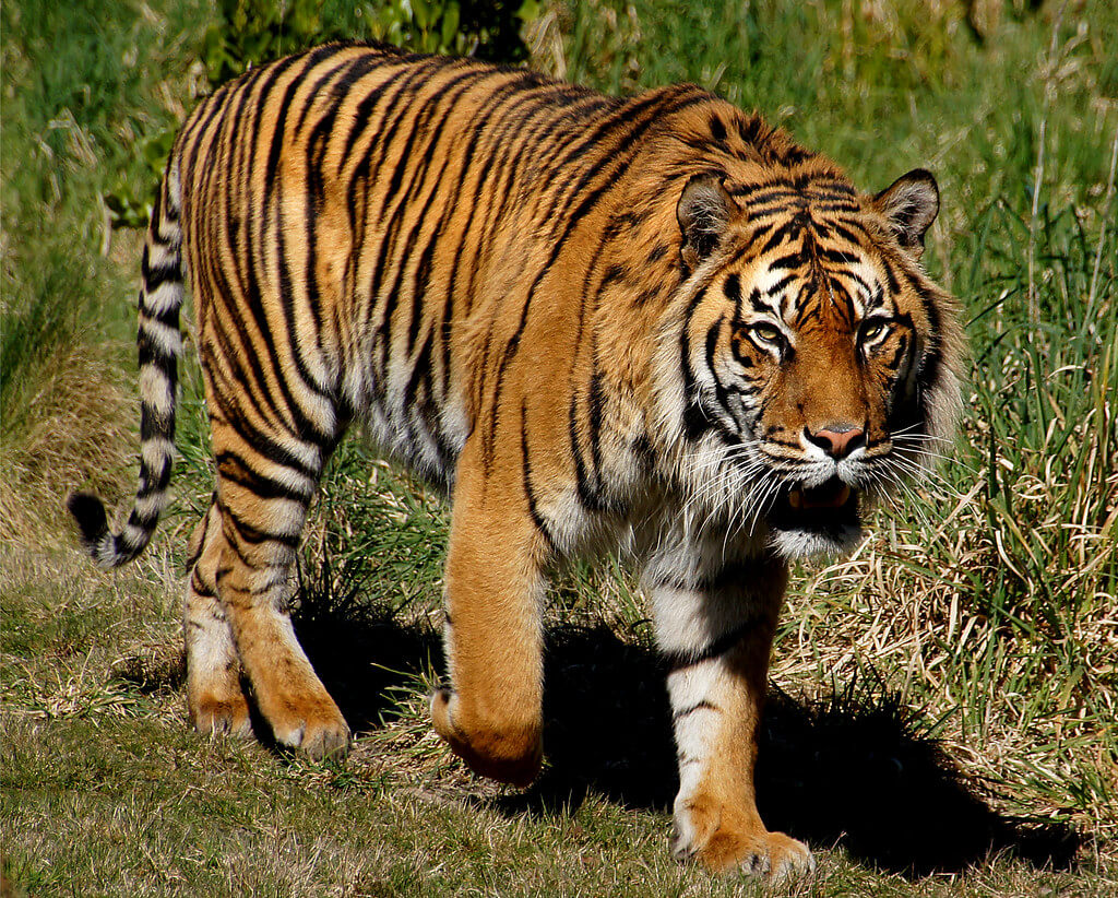 Bardiya National park tiger
